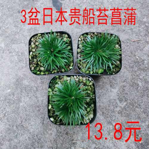 3盆日本贵船台盆景绿植苔藓微景观山水盆景种水培植物盆栽