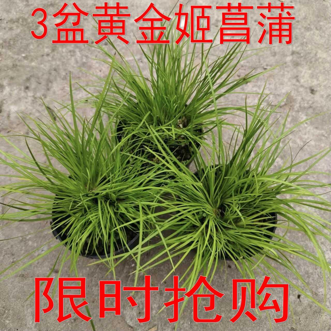 3盆黄金姬菖蒲12元包邮假山草吸水石附石山野草植物小草盆栽