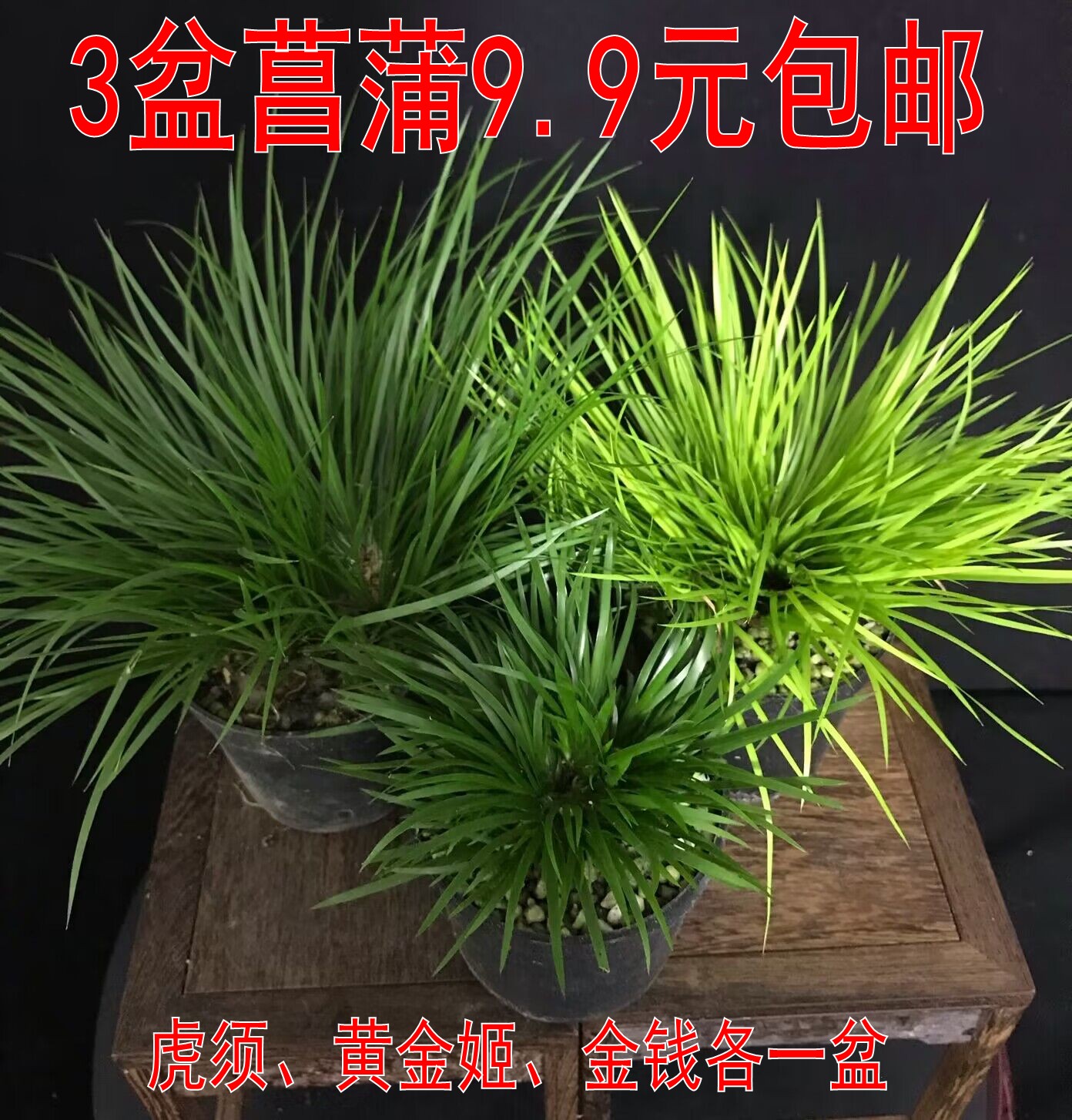 包邮【3盆菖蒲9.9元】金钱黄金姬虎须蒲草盆景假山草水培绿植 鲜花速递/花卉仿真/绿植园艺 绿植 原图主图