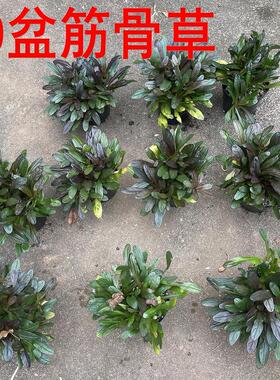 10盆筋骨草26元日本山野草盆栽禅意茶室盆景多年生花卉姬十二单