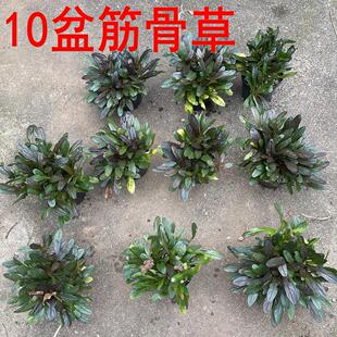 10盆筋骨草26元日本山野草盆栽禅意茶室盆景多年生花卉姬十二单