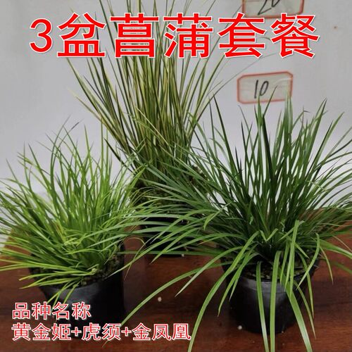 菖蒲庭院花园好看漂亮