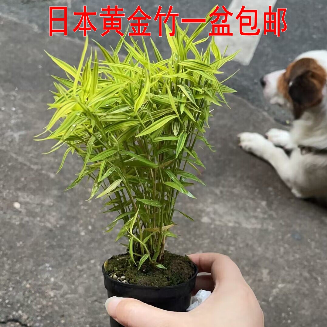 日本黄金竹禅意茶室室内盆景斑叶竹子盆栽懒人绿植水陆缸素材