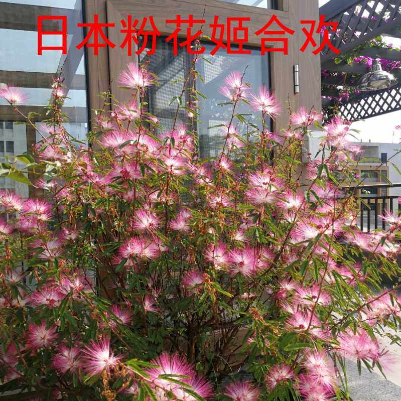日本粉花姬合欢流苏花香水合欢花庭院花卉四季常青盆栽盆栽