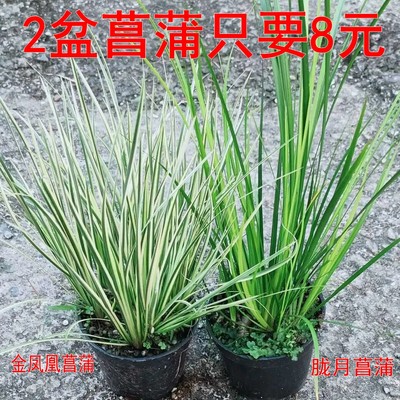 菖蒲庭院花园好看漂亮