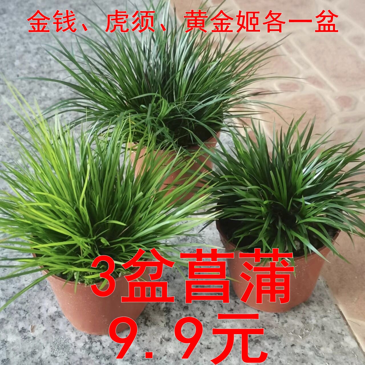 菖蒲庭院花园好看漂亮