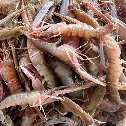 大连海鲜海货新鲜鲜活嘎巴虾4斤