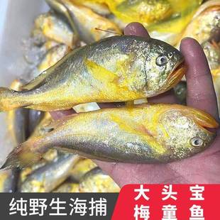 大号新鲜大头宝鱼梅童鱼大连当地冷冻梅童鱼东海舟山小梅子鱼包邮