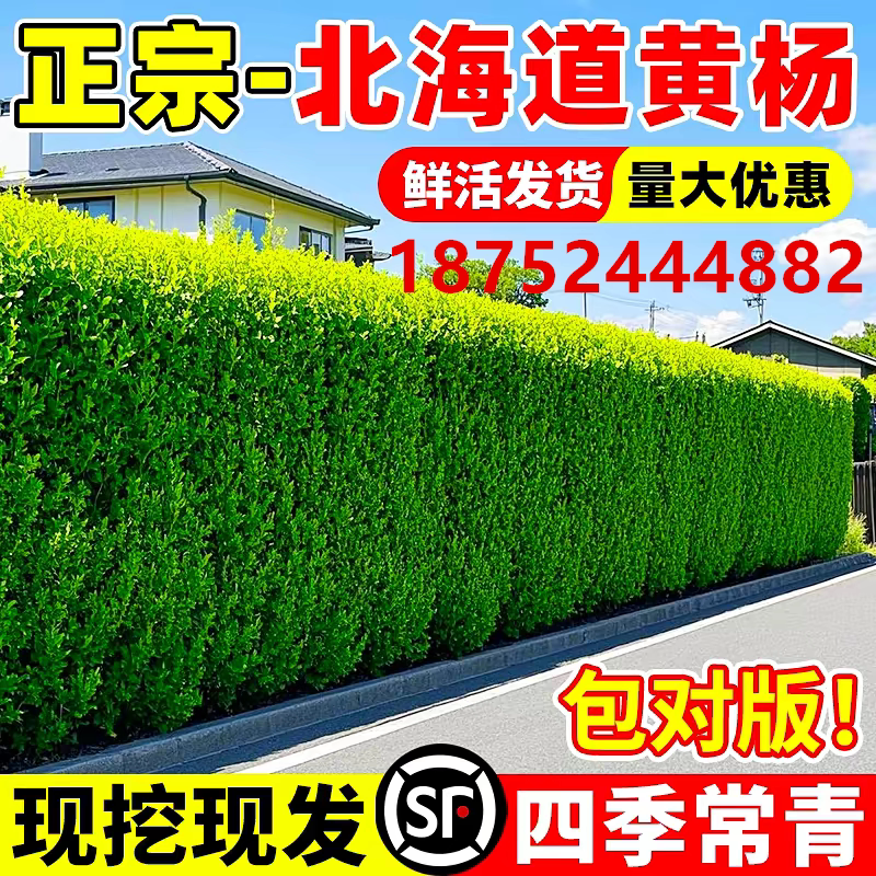 冬青树苗大叶黄杨北海道黄杨绿化