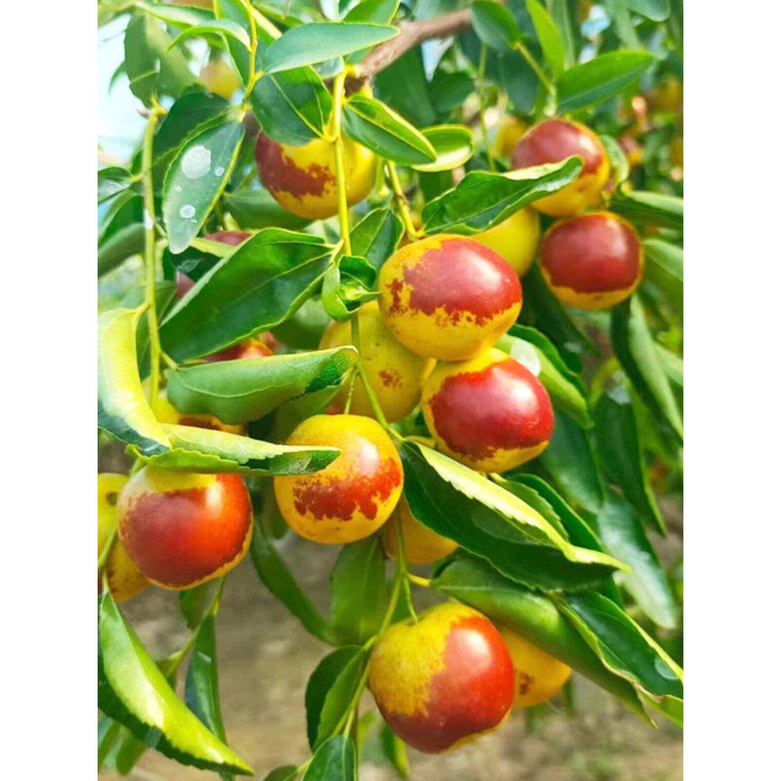 嫁接大枣树活苗沾化冬枣金丝枣树苗奶油大青枣苗庭院种植果树果苗