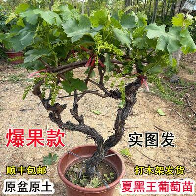 带果老品种巨峰夏黑户太8号葡萄树苗盆栽当年结果葡萄苗别墅栽植