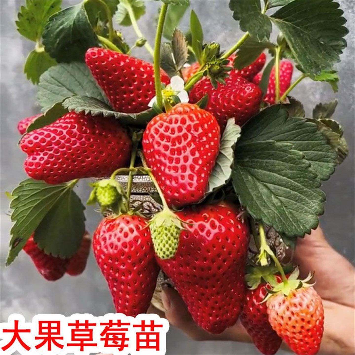 四季超级大丹东99草莓苗盆栽巨种苗/半成品盆栽