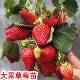 四季 超级大丹东99草莓苗盆栽巨无霸玄玉奶油草莓苗秧新苗原土原盆