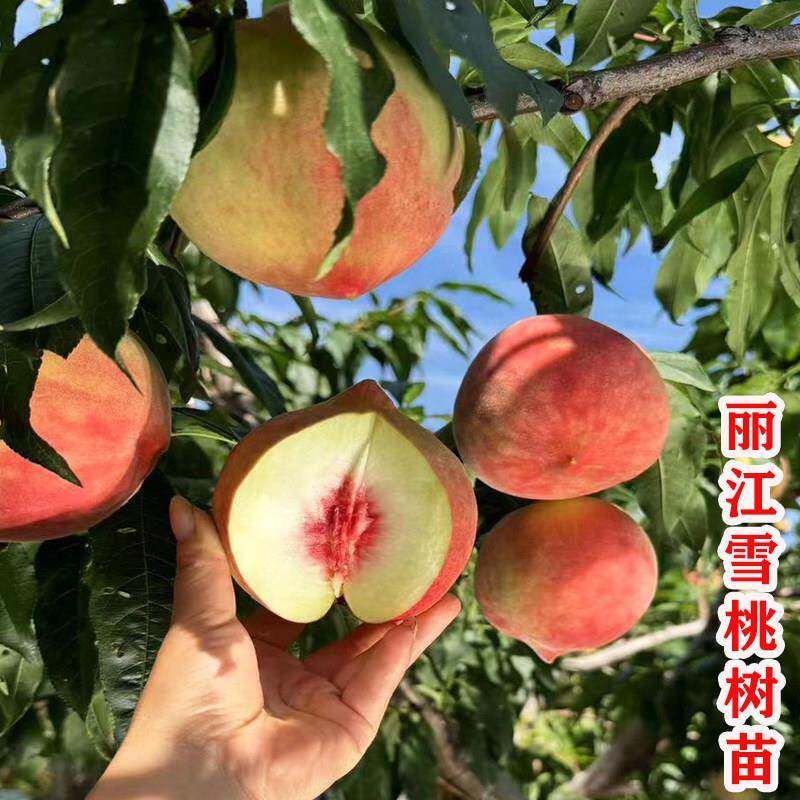 正宗丽江雪桃树苗嫁接脆甜冬桃子树苗南北方种植地栽盆栽当年结果