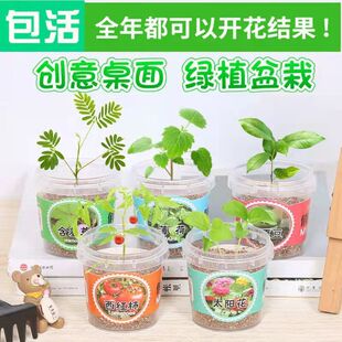 以内礼品送儿童生日全班分享礼物 小学生奖品地推活动创意实用2元