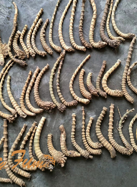 石楠木竹节烟斗原材料 精品密节竹鞭竹根DIY手工制作烟杆料手柄料