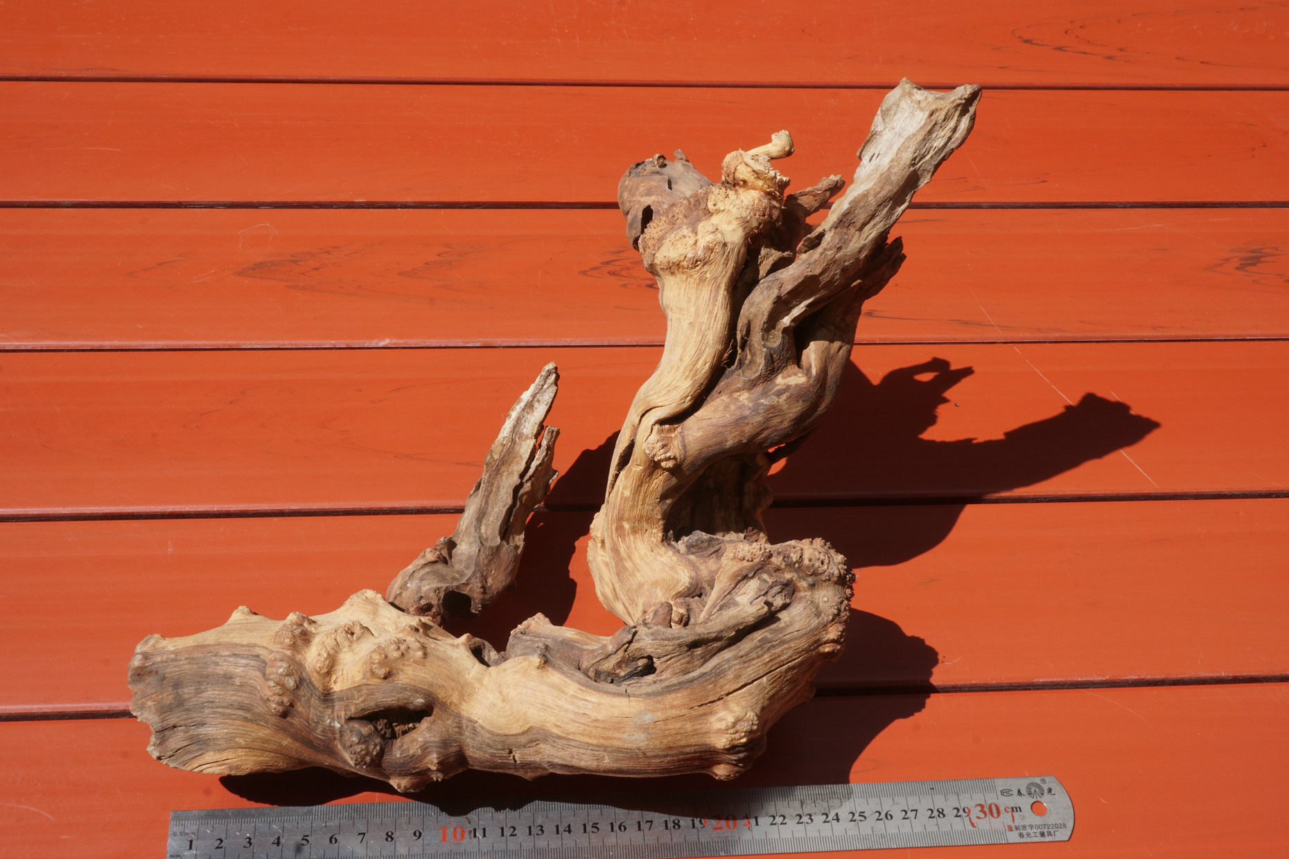 1号 新疆哈密戈壁拐枣树根