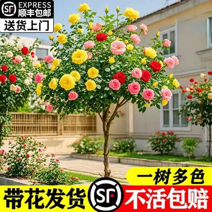 棒棒糖树状月季树桩高杆玫瑰花树苗庭院植物大花浓香阳台花卉