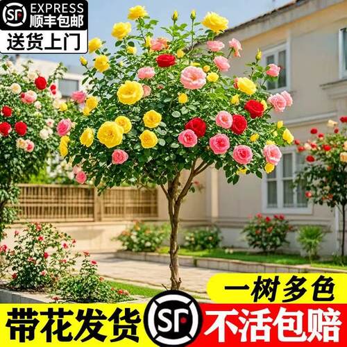 棒棒糖树状月季庭院植物阳台花卉