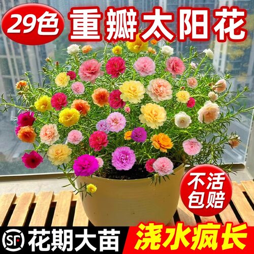 重瓣太阳花苗盆栽牡丹太阳花大花带根老桩室内阳台卉植物