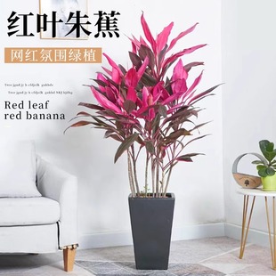 红叶朱蕉盆栽室内客厅净化空气观叶盆景花卉水培植物红铁叶铁绿植