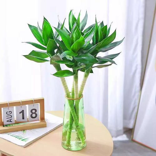 文昌竹四支水培绿植花卉植物室内花富贵竹水养开运转运竹带根