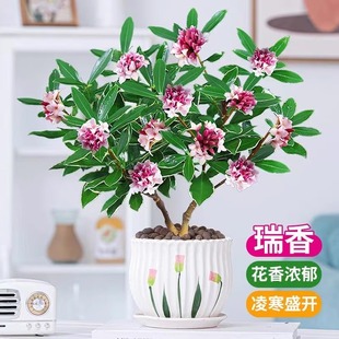 金边瑞香盆栽带花苞桂花苗室内外老桩茶花大苗植物瑞香花