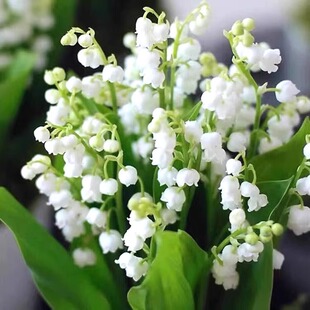 铃兰花苗盆栽种球根种花卉植物室内室外花籽好养活花苗