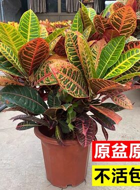 变叶木盆栽室内观叶植物盆景阳台庭院四季耐热绿植老桩七彩变色木
