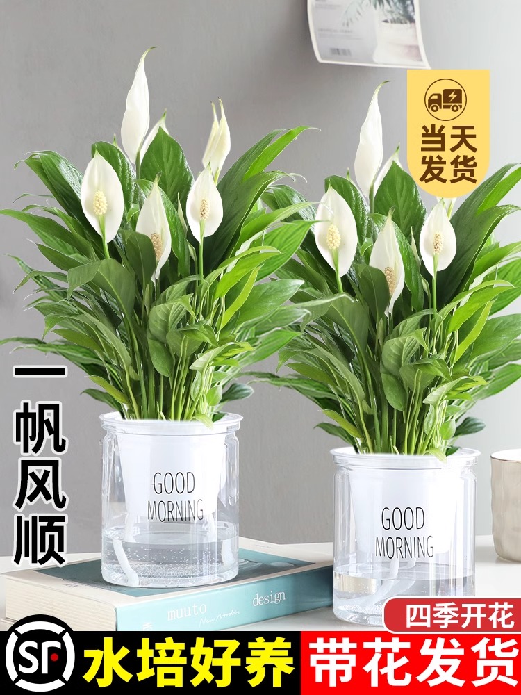 白掌一帆风顺盆栽水培植物办公室内花卉绿植绿萝箩红掌发财树鲜花