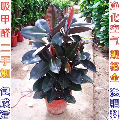 黑金刚橡皮树盆栽室内绿植办公桌盆栽植物