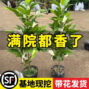 白兰花玉兰花树苗带花苞矮化老桩盆栽紫黄角大树花卉绿植物