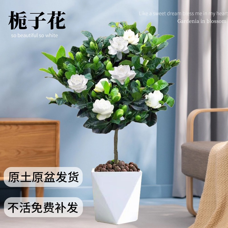 大叶牡丹栀子花棒棒糖盆栽苗带花苞重瓣独杆老桩树苗花卉绿植