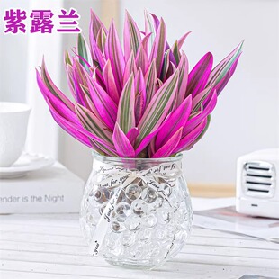 紫露兰水培绿植物吊兰小盆栽室内办公室桌面花卉油画婚礼四季好养