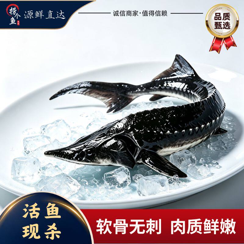 捞个渔鲟鱼活鱼现杀冷链保鲜