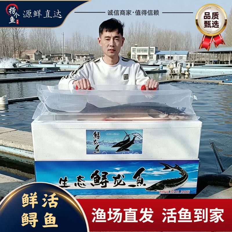 捞个渔养殖鲟鱼送礼佳品软骨无刺