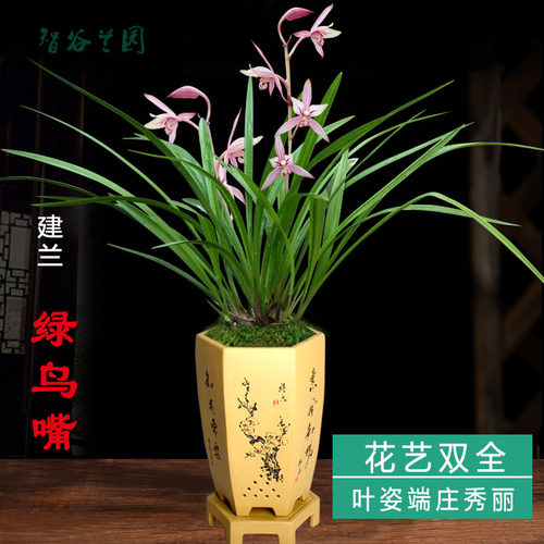 先明艺建兰绿鸟嘴名贵兰花四季兰