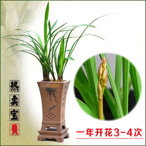 开花神器兰花金边小桃红开3-4次