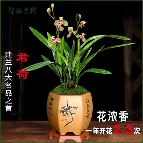 建兰八大名品君荷名贵兰花