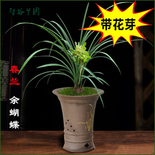 浓香老种春兰奇花余蝴蝶带花苞细叶兰花龙字花开富贵观赏盆栽花卉