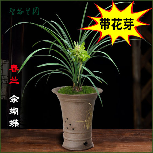 浓香老种春兰余蝴蝶带花苞龙字