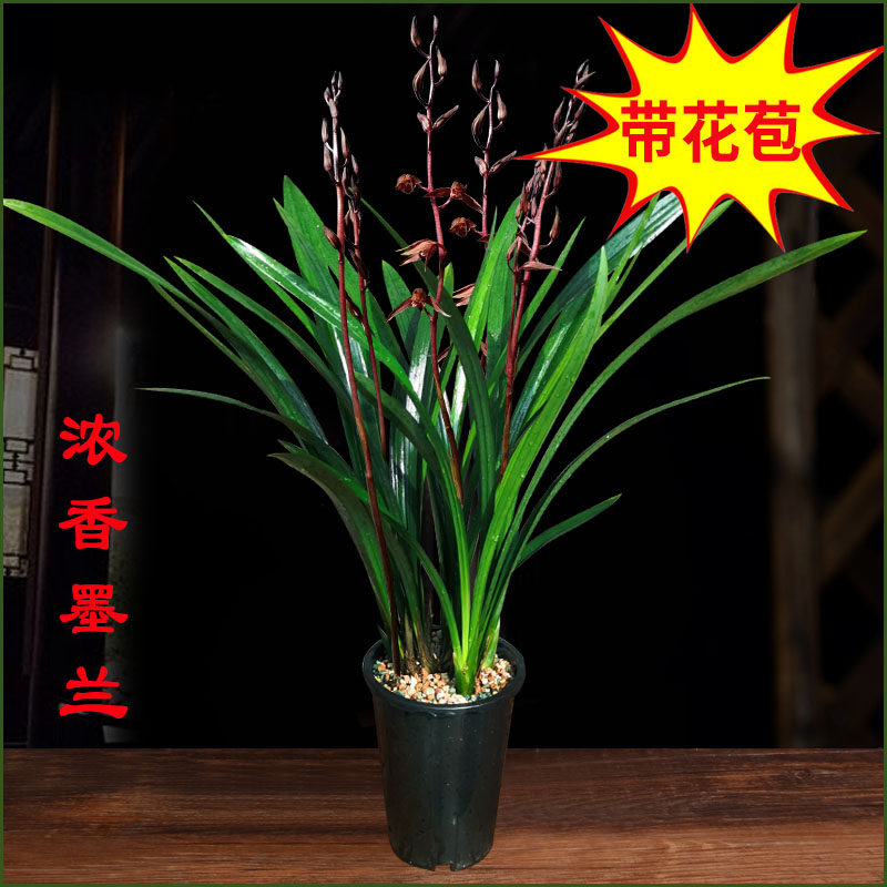 浓香兰花宽叶墨兰企黑带盆客厅大气室内盆栽观赏花卉绿色植物盆景,鲜花速递/花卉仿真/绿植园艺,国兰/杂交兰/洋兰类,淘宝优惠券,粉丝福利购,淘宝优惠卷