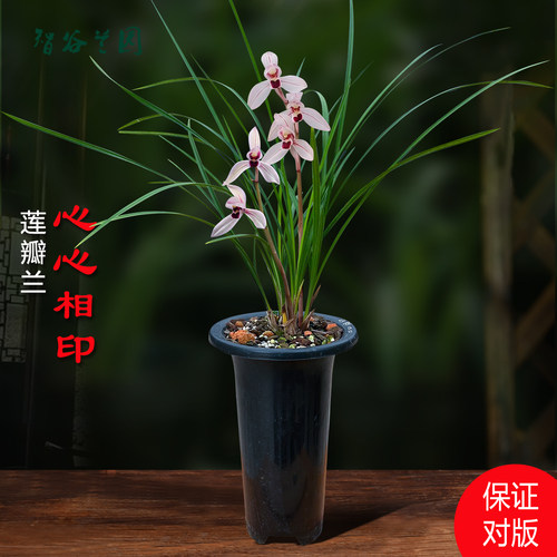 浓香老种莲瓣兰心心相印