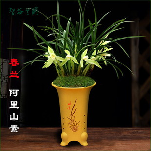 浓香型春兰素花阿里山素白雪冰心带细叶兰花苗翠盖荷汪字花卉室内