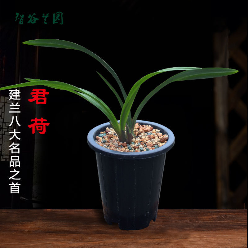 浓香兰花君荷 建兰八大名品四季兰经典荷瓣 名贵兰花东方红荷花卉