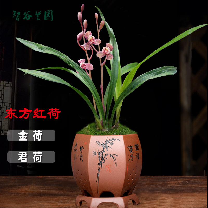 浓香兰花东方红荷易开花