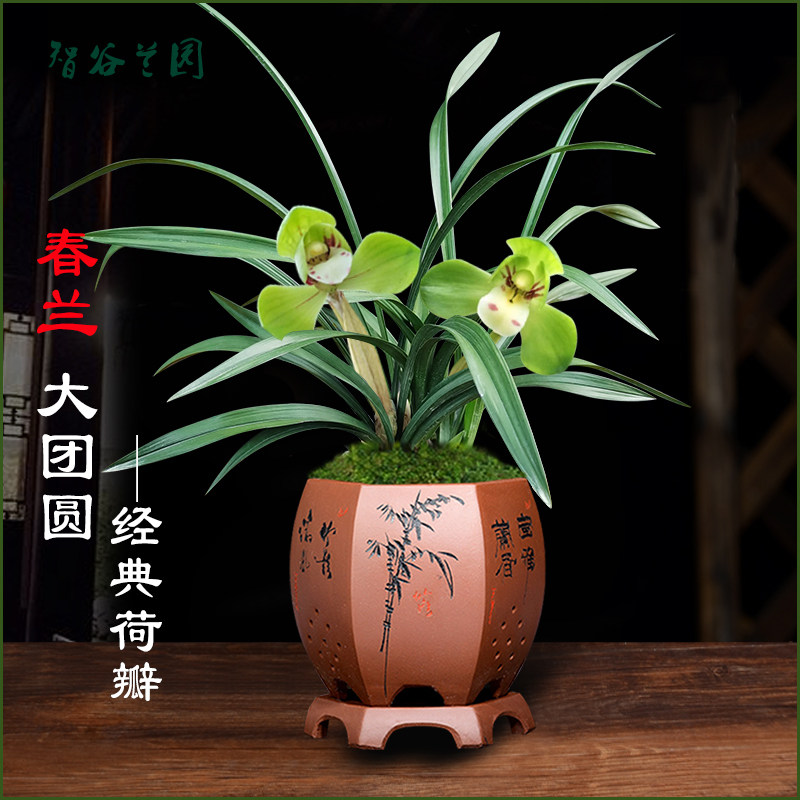荷瓣春兰大团圆老种大富贵浓香细叶矮株形兰花草国兰名贵花卉植物