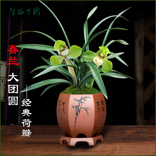 浓香大富贵春兰大团圆