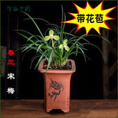 浓香老种春兰宋梅带花苞细叶名贵兰花西神知足素梅瓣观赏花卉盆栽