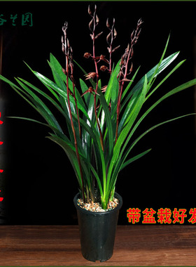 浓香兰花宽叶墨兰企黑带盆客厅大气室内盆栽观赏花卉绿色植物盆景